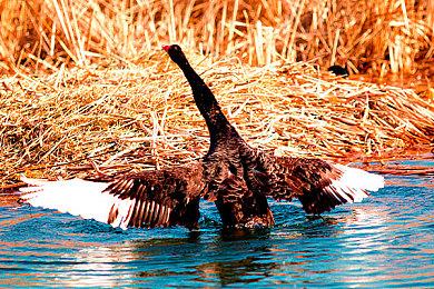 粉丝打造《塞尔达传说：时之笛》虚幻5.1圣诞版演示