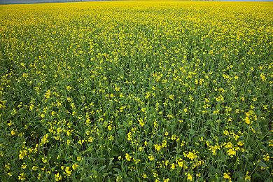 Switch《世界汽车拉力锦标赛10》更新上线 追加在线对战